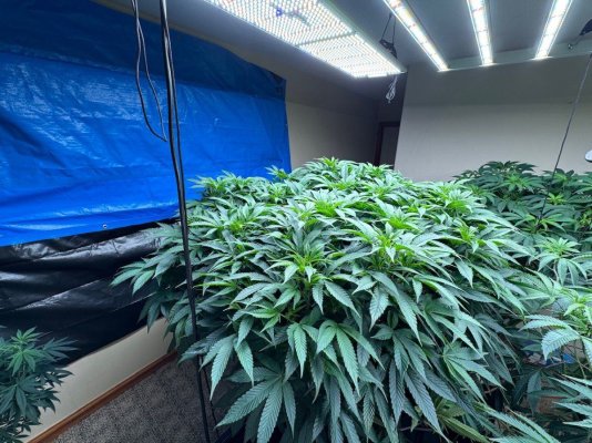 Any advice? Large long vegged plant before flip.