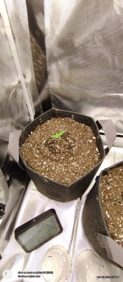 eds-down-south-lemon-cherry-cookies-auto-grow-9.jpg