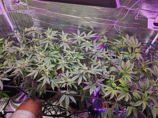 Our Progress so Far. New Growers.