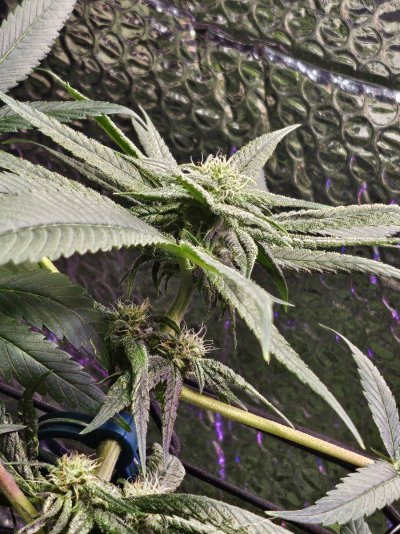 Our Progress so Far. New Growers.