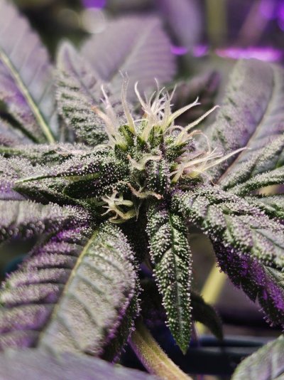 Our Progress so Far. New Growers.