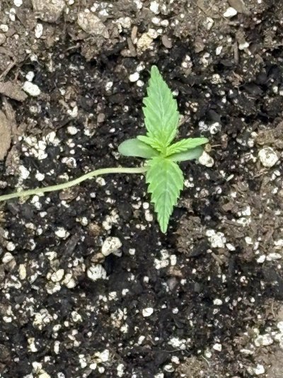 my-first-seedlings-what-you-think.jpeg