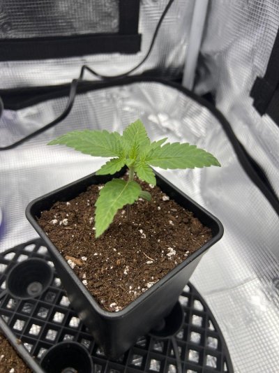 led-lights-distance-from-seedlings.jpeg