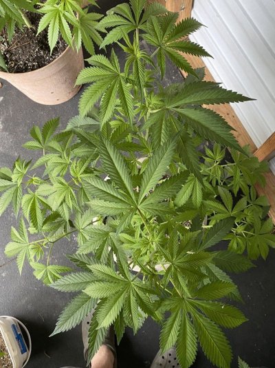From Friends At The Farm