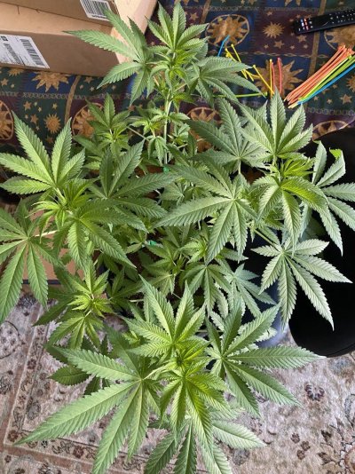 From Friends At The Farm