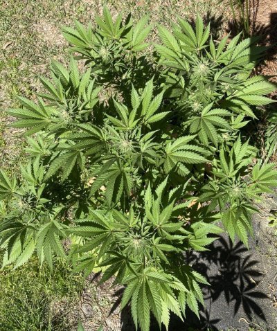 From Friends At The Farm