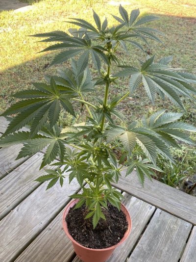 From Friends At The Farm