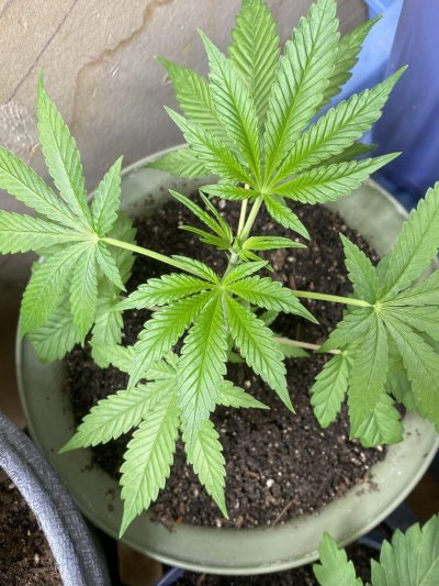 From Friends At The Farm