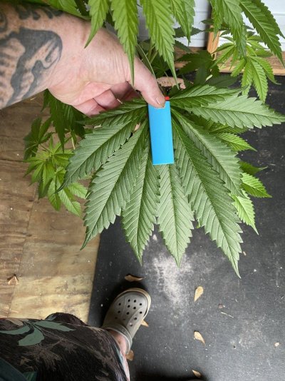 From Friends At The Farm