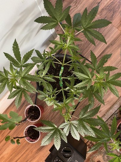 From Friends At The Farm