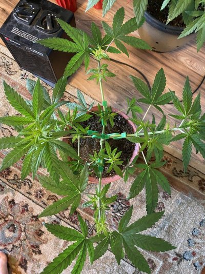 From Friends At The Farm