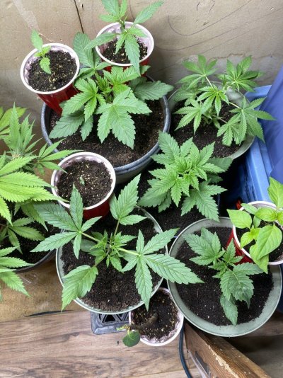 From Friends At The Farm