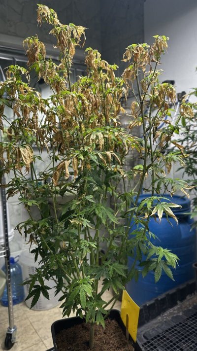 my-plants-are-dying-and-no-one-knows-why-i-need-help-5.jpg