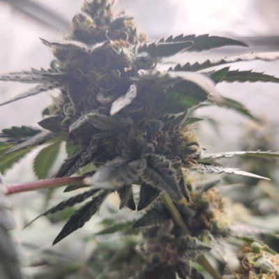 Tumble stumbles upon a Spider Farmer clip on fan.. Growing Blue Cheese, North Thunderfuck, Cali Blues, and Bruce Banner #2