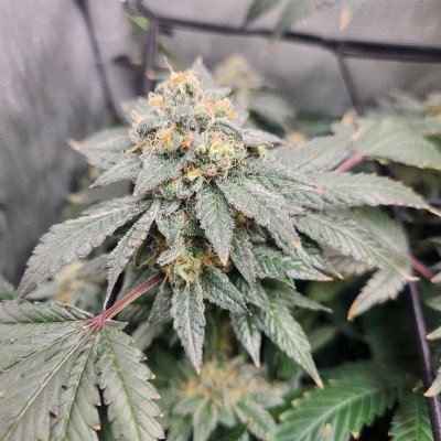 Tumble stumbles upon a Spider Farmer clip on fan.. Growing Blue Cheese, North Thunderfuck, Cali Blues, and Bruce Banner #2