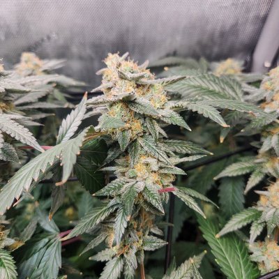 Tumble stumbles upon a Spider Farmer clip on fan.. Growing Blue Cheese, North Thunderfuck, Cali Blues, and Bruce Banner #2