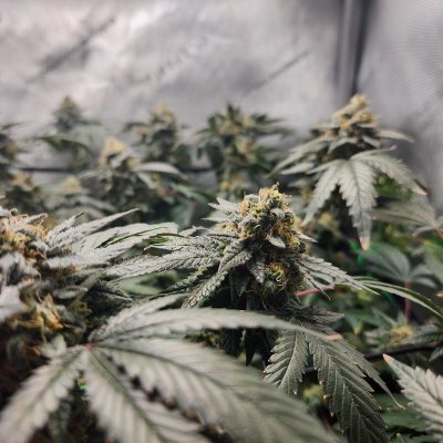 Tumble stumbles upon a Spider Farmer clip on fan.. Growing Blue Cheese, North Thunderfuck, Cali Blues, and Bruce Banner #2