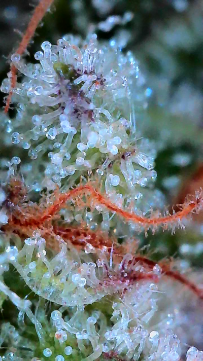 Bgsixxx's 4x2 spider farmer kit grow 1