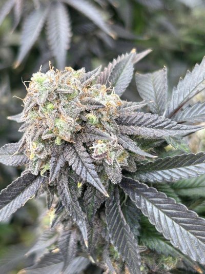 Day 46 of flower white widdow xxl