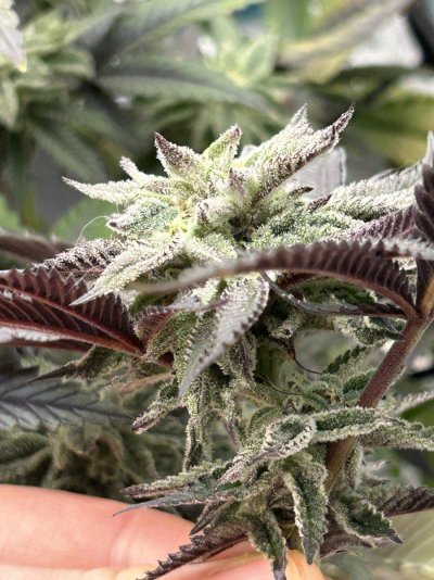 one-plant-looks-ok-other-looks-funny-7.jpeg