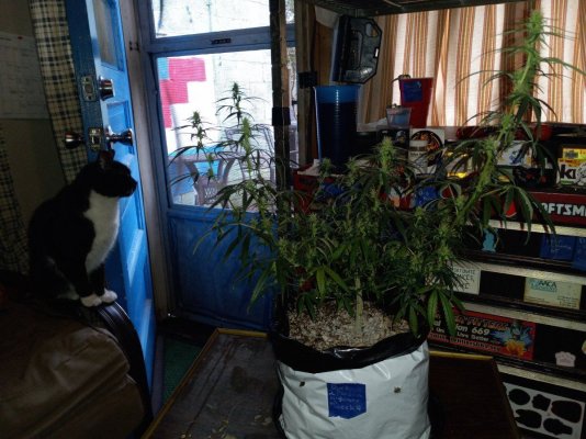 Week4Bytch ..The Cannabis Karen