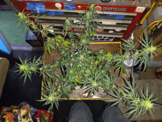 Week4Bytch ..The Cannabis Karen