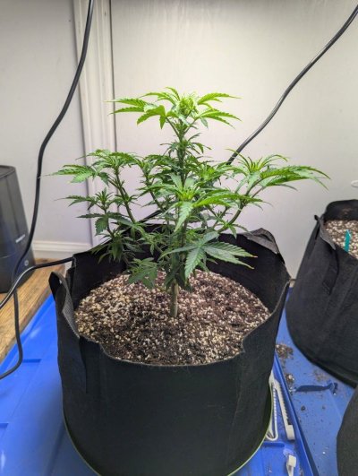 First Autoflower attempt went from happy to deaths door in just a week. Looking for guidance as IDK what caused such a dramatic change.