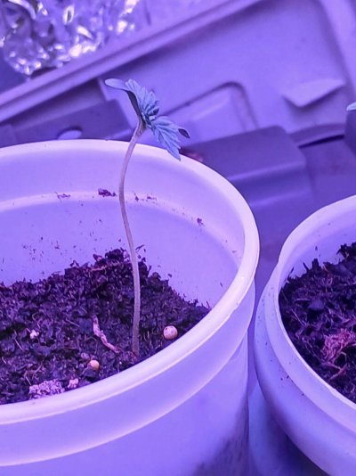 4 days after sprout do they look good?