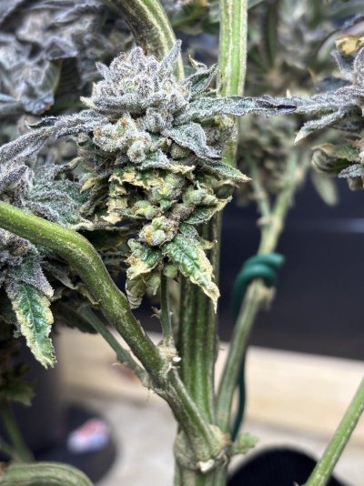 This bud rot or?? Please help