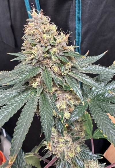 Let's See Your Frostiest Flowers