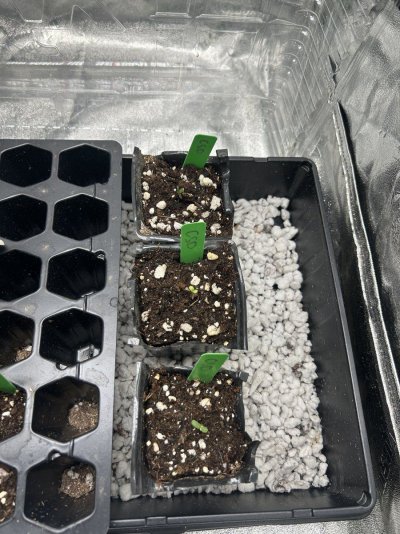 2025-outdoor-grow-humboldt-seed-company-cali-sour-diesel-5.jpeg