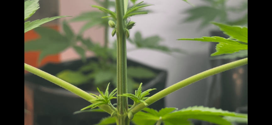 Sudanese landrace indoor organic grow from TRSC