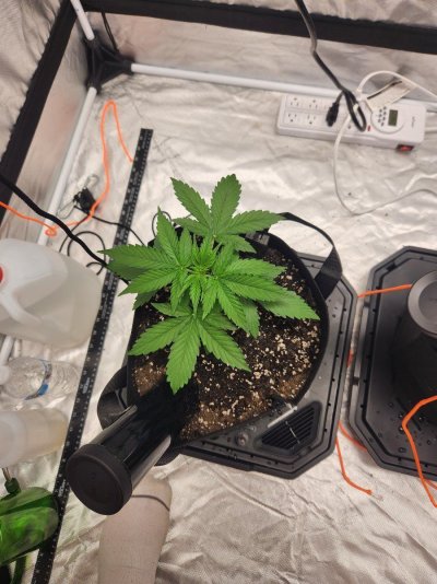 giving-dry-nutes-vivosun-self-watering-2.jpg
