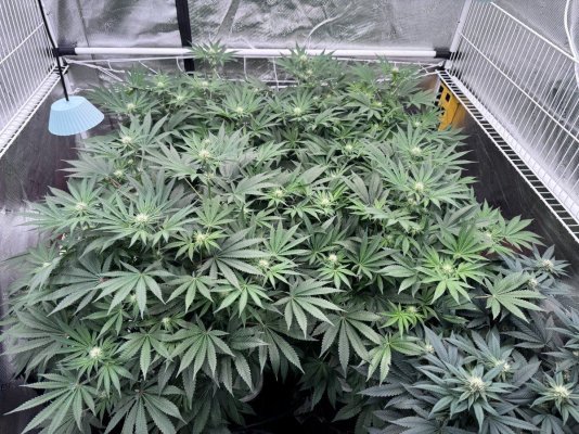 A peek inside my grow tent.