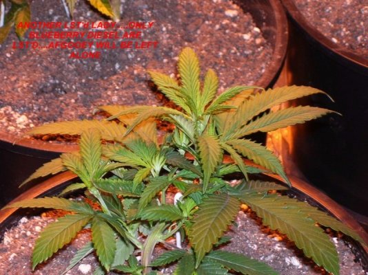 new-growblueberry-diesel-and-afgooey-2.jpg