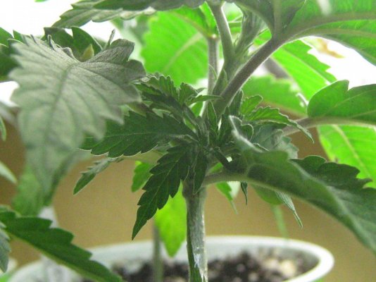 seedling1128closer.jpg