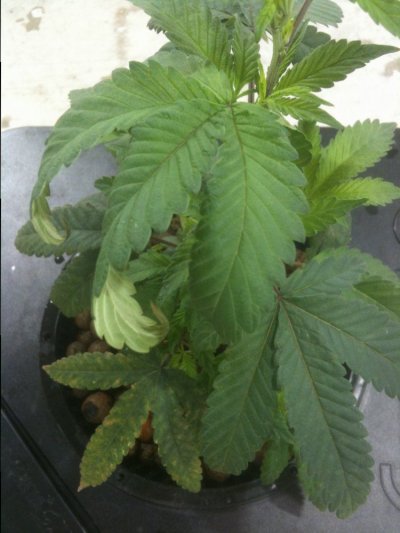 twisted leaves.jpg