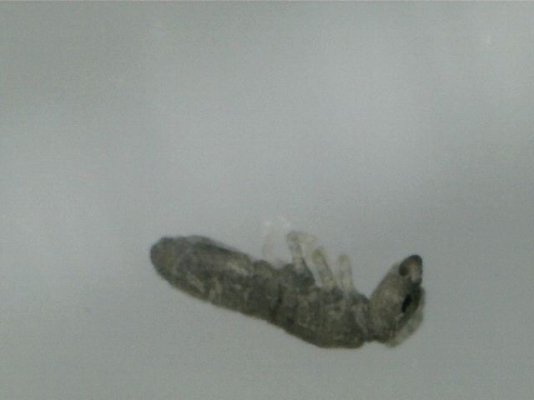 Help! Root Aphids or Fungas Gnats?