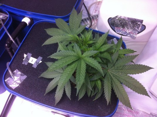 The QB does the Bubba x OG
