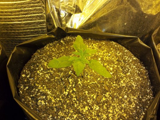 Nutts STAR47, SOUR DIESEL, and CONFIDENTIAL CHEESE.