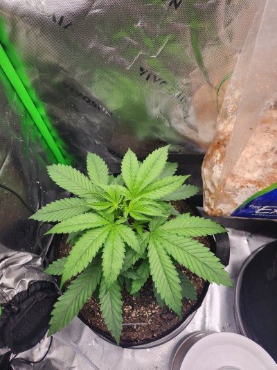 plants-growing-weird-help-please-6.jpg