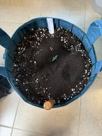 Hawk's All Auto Grow - 2025 Grow Journal