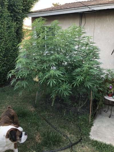 Dr Earth in Raised Bed.