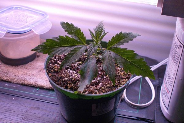 Big Al’s 2025 season indoor/outdoor grow in misery