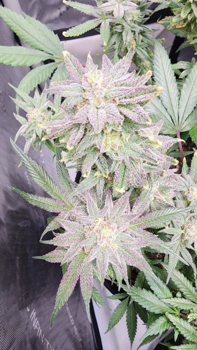 Let's See Your Frostiest Flowers