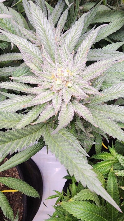 Let's See Your Frostiest Flowers