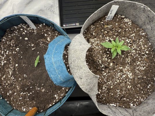 Hawk's All Auto Grow - 2025 Grow Journal