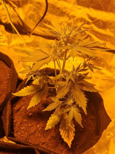 Newbie looking for advice first time growing 💗