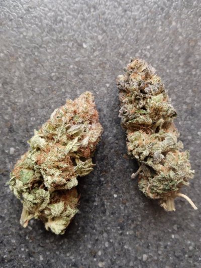 ts1000-harvest-update-first-time-grower.jpg