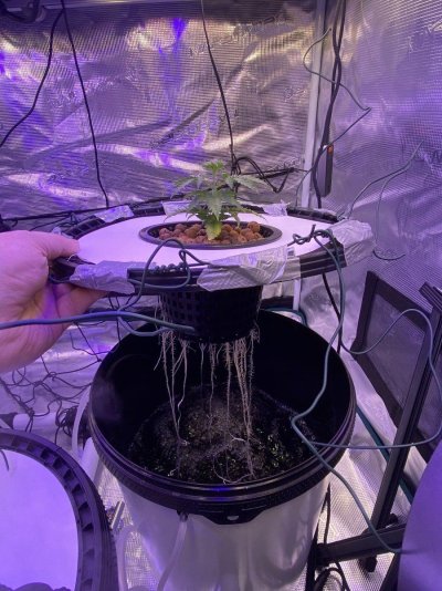 One_bell's first grow (F1 Epsilon auto, RDWC)